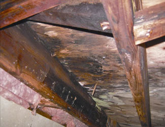 mold and rot in a Madison crawl space