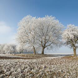 Frost covering trees and a grassy field in Cherry Valley