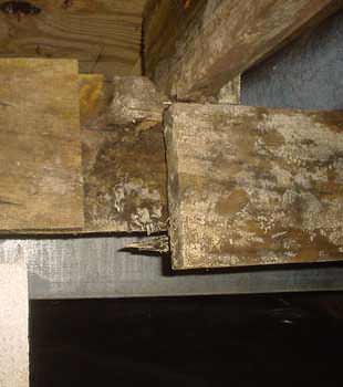 Extensive basement rot found in Rockford, IL by Badger Basement Systems