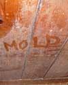 The word mold written with a finger on a moldy wood wall in Janesville