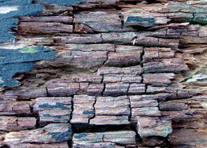 Dry rot damaging wood in Caledonia