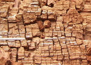 Wood severely damaged by dry rot damage in Belvidere