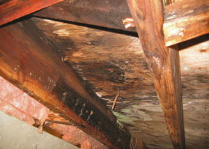 Extensive crawl space rot damage growing in Richland Center