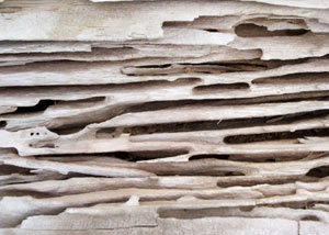 Carpenter ant tunnels and galleries in structural wood in a Richland Center home