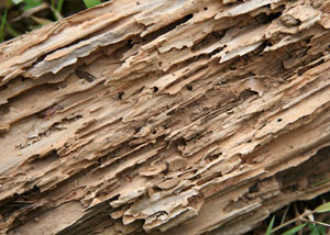 Termite-damaged wood showing rotting galleries outside of a Watertown home