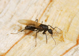 Closeup of a carpenter ant breeder in Janesville
