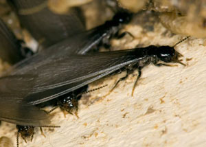 Closeup view of a termite new queen breeder in Chippewa Falls
